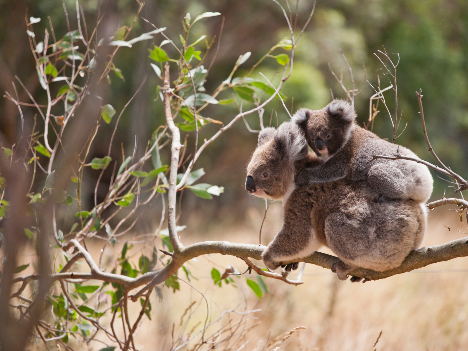 Koala Experience