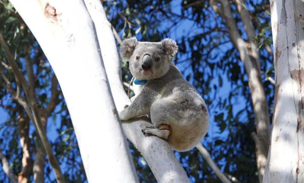 Koala in tree with tagging at Spicers Hidden Vale Wildlife Centre