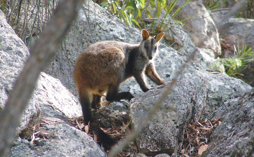 Brush Tailed Rock Wallaby in Spicers Peak Nature Refuge