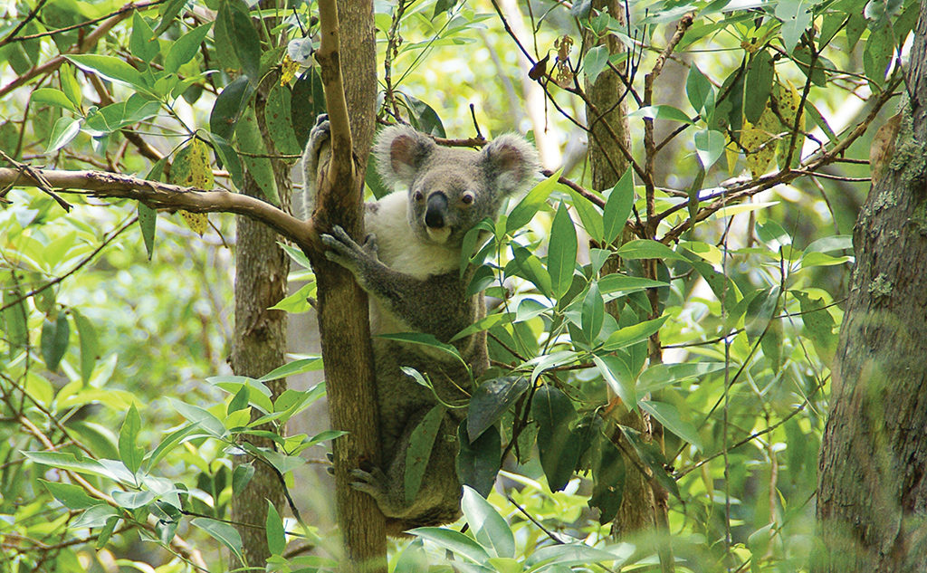 Koala in Spicers Peak Nature Refuge