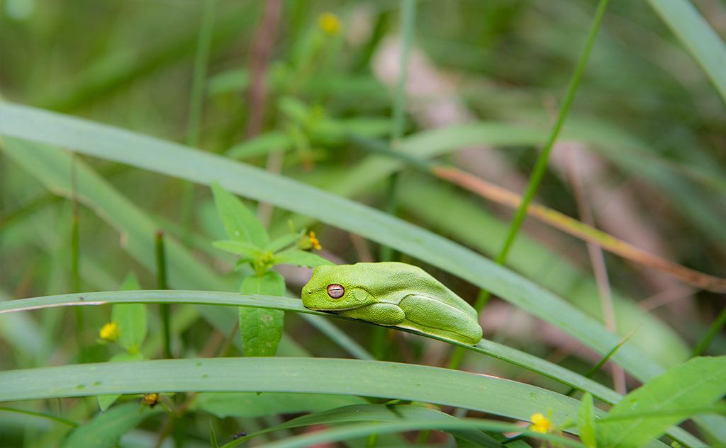 Green Tree Frog in Spicers Peak Nature Refuge