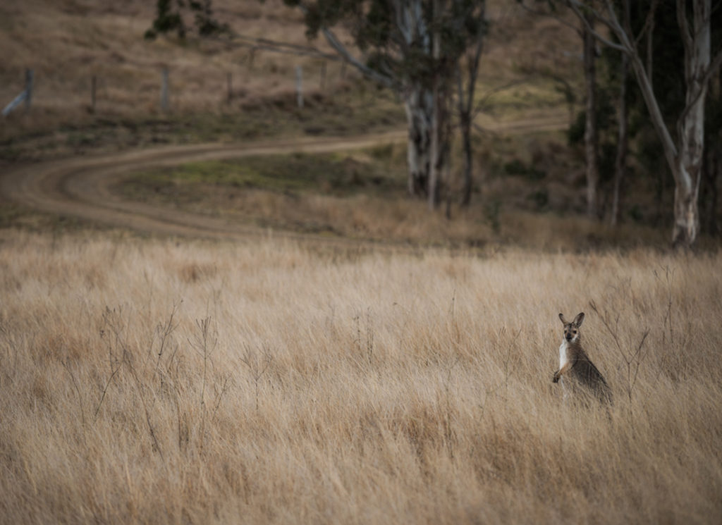 Wallaby at Spicers Peak Lodge