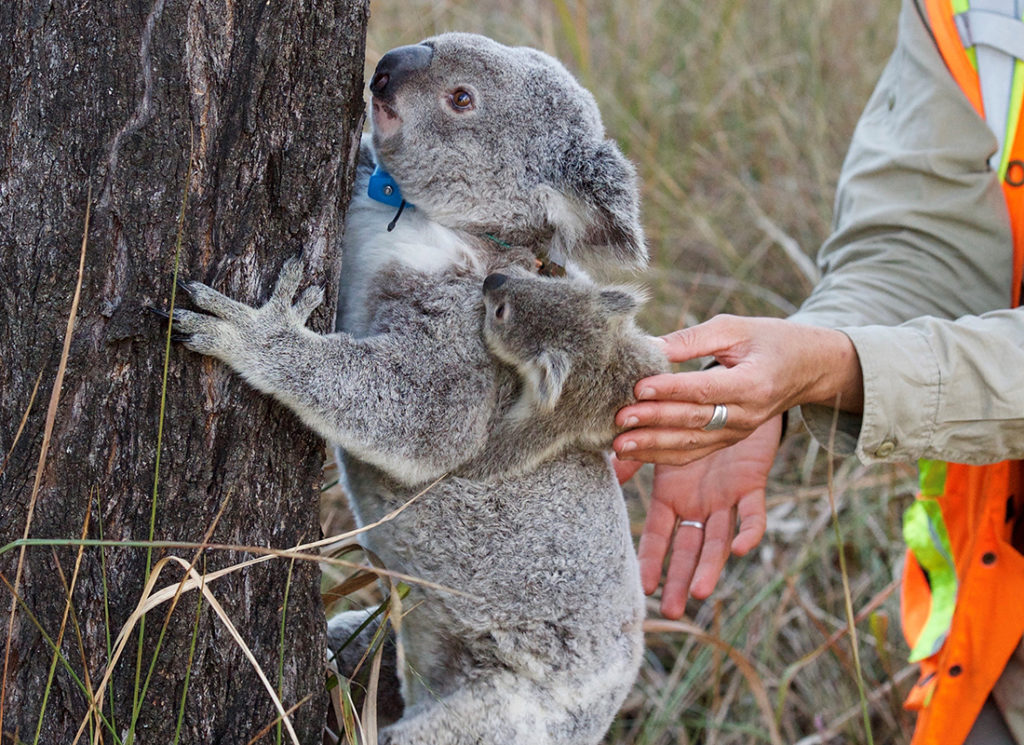 Koala safari at Spicers Hidden Vale